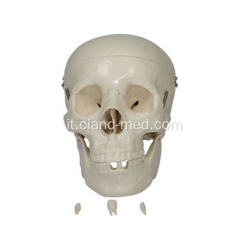 Modello del cranio a grandezza naturale per l&#39;insegnamento medico